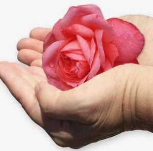 Eine Freude schenken: Rose in den Händen